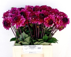 Dahlia Muchacha 45cm