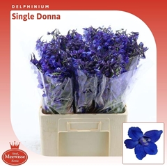 Delphinium Single Donna 60cm