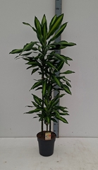 Dracaena Cintho 24Ø 160cm