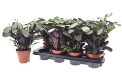 Ctenanthe Amagris 12Ø 30cm