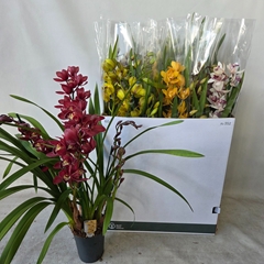 Cymbidium Mixed 14Ø 80cm 5st
