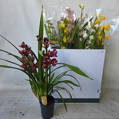 Cymbidium Mixed 14Ø 85cm 3st