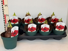 Hippeastrum Amorita Danu 14Ø 20cm