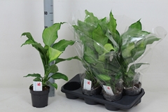 Dieffenbachia Ivory Green 14Ø 55cm