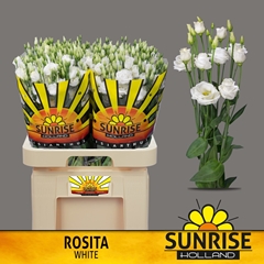 Eustoma Double Rosita White 70cm