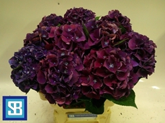 Hydrangea Royal King 60cm 13-15cm Hd
