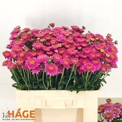 Chrysanth Spray Blenda Purper 55cm 60gr.