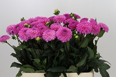 Dahlia Dark Wizard 60cm