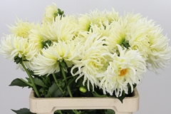 Dahlia Spider White 60cm