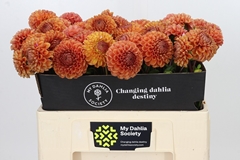 Dahlia Cornel Bronze 55cm