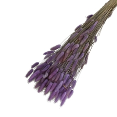 Dried Flowers Lagurus 65cm 100g