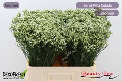 Limonium Sinense Sensi Piña Colada 60cm 15gr.