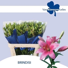 Lily La Brindisi 80cm 3+