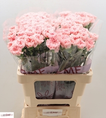 Dianthus Single Jodie 60cm