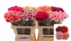 Dianthus Single Gem In Fust 60cm