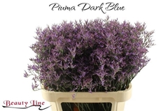 Limonium Piuma Dark Blue 80cm 35gr.