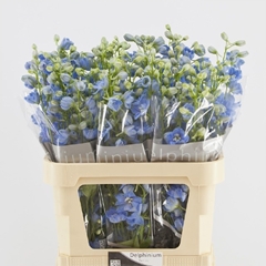 Delphinium Double Centurion Skyblue 90cm