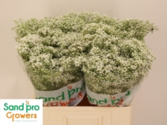 Gypsophila Paniculata Pearls Petite 60cm 10gr.