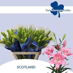 Lily La Scotland 90cm 4+