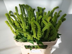 Amaranthus Green Thumb 75cm