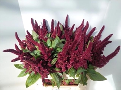 Amaranthus Hypochondriacus Pygmy Torch 75cm