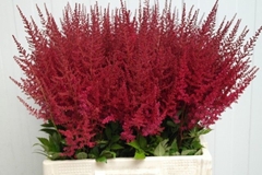 Astilbe Paul Gäarder 60cm