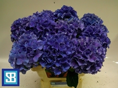 Hydrangea Royal Parade 60cm 13-15cm Hd