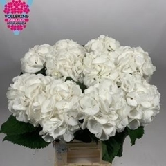 Hydrangea Schneeball 60cm 14-16cm Hd