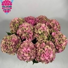 Hydrangea Royal Palace Classic 60cm 18-20cm Hd
