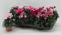 Cyclamen Super Serie Verano 9Ø 18cm