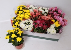 Chrysanth Mix 5 Colours 12Ø 26cm