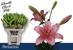 Lily La Brindisi 75cm 2+