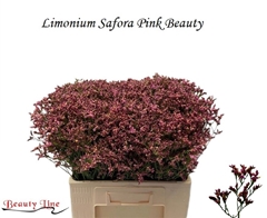 Limonium Sinense Sensy Pink Beauty 60cm 20gr.