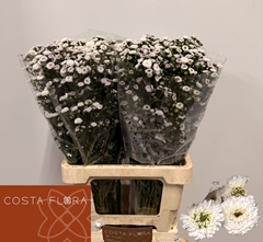 Aster Pompon 70cm 25gr.