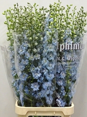 Delphinium Double Dewi Ice Blue 110cm