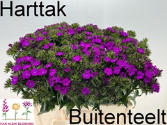 Dianthus Barb Neon Purple 55cm