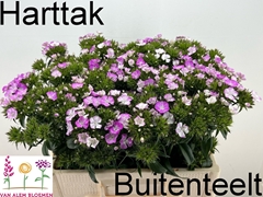Dianthus Barb Rose Magic 55cm