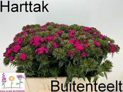 Dianthus Barb Neon Cher 55cm