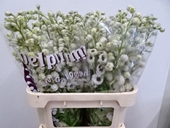 Delphinium Double Dewi Spijker 80cm