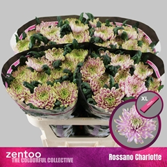 Chrysanth Single Rossano Charlotte 70cm 80gr.
