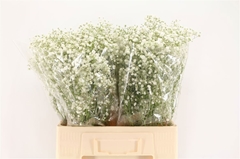 Gypsophila Gypso Queen 65cm 15gr.