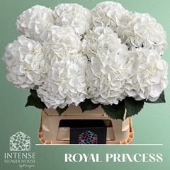Hydrangea Royal Princess 80cm 19-21cm Hd