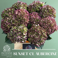 Hydrangea Royal Sunset Classic 80cm 19-21cm Hd
