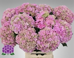 Hydrangea Royal Symphony 65cm 19-21cm Hd