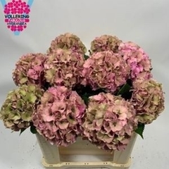 Hydrangea Royal Palace Classic 50cm 16-18cm Hd