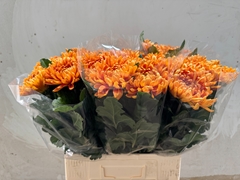 Chrysanth Single Astro 65cm 80gr.