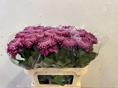 Chrysanth Single Regalmist Purper 75cm 80gr.