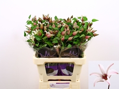 Clematis Amazing Sevilla 60cm