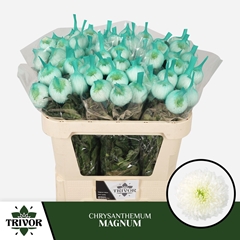 Chrysanth Single Magnum 70cm 75gr.