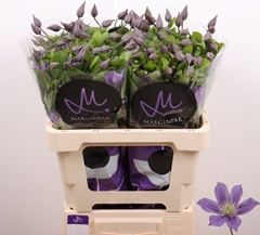 Clematis Amazing Sofia 60cm